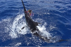 The popular marlin tournament is held in conjunction with Key West’s annual Hemingway Days celebration, which runs Tuesday through Sunday, July 21-26.